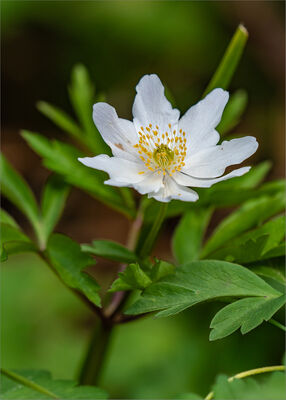 Wood Anemone, Anemone nemorosa