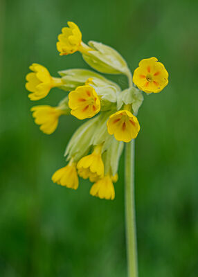 Cowslip, Primula veris