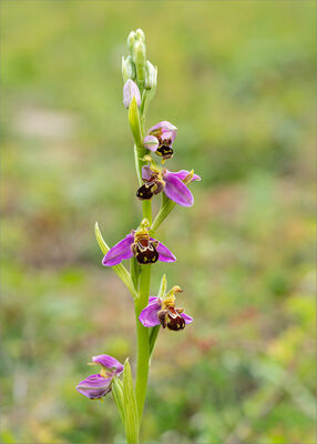 Bee Orchid, Ophrys apifera