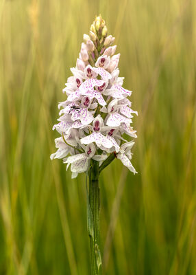 Heath Spotted Orchid, Dactylorhiza maculata