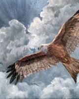 Red Kite