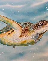 Greenback Turtle