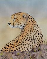 Cheetah