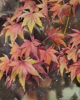 Maple leaves
