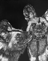 African Painted Dogs