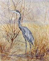 Black Headed Heron
