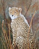 Cheetah cun at Pilansberg