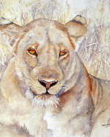 Lioness in Luangwa 2
