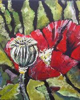 Poppies