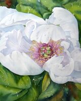 White Tree Peony