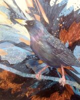 Starling