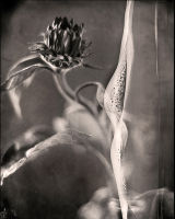 Stills