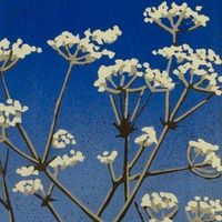 Cow Parsley