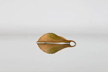 Autumn Leaf 18