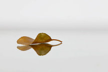 Autumn Leaf 21