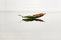 Autumn leaf 1