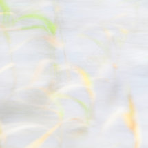Grasses Blowing in the Wind 01