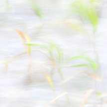 Grasses Blowing in the Wind 02