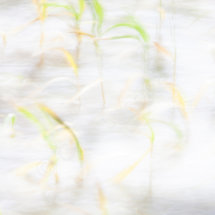 Grasses Blowing in the Wind 03