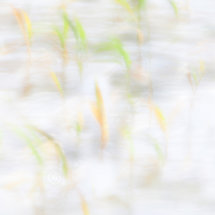 Grasses Blowing in the Wind 04