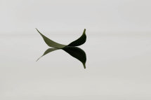 Spring Leaf 2