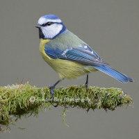 Blue Tit on Mossy Perch