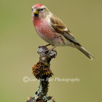 Common RedPoll
