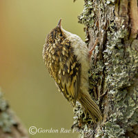 Juvenile Treecreeper