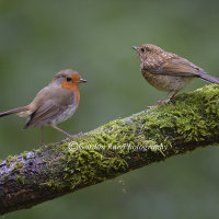 Adult and Juvenile Robin