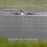 Osprey Floating