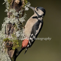 Greater Spotted Woodpecker