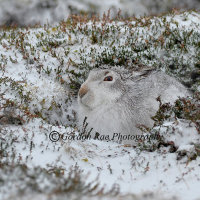 Mountain Hare in Winter