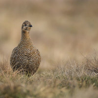 Grey Hen (Female Black Grouse)