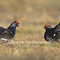 Black Grouse Displaying