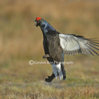Black Grouse Flutter Jump