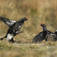Black Grouse Lekking
