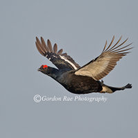 Black Grouse Flypast