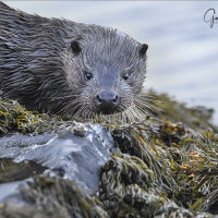 Mull Otter 1
