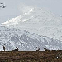 Red Deer in Landscape