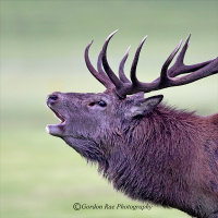 Red Deer Stag