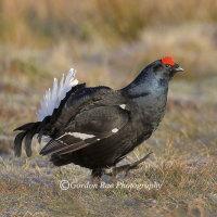 Grouse on the Move