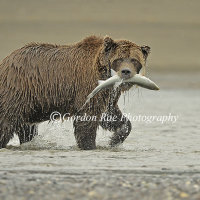 Brown Bear with Salmon