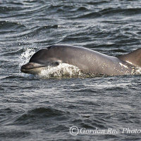 Wild Dolphin