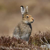 Mountain Hare in Spring