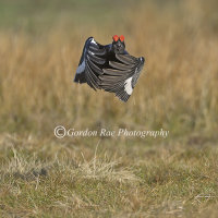 Black Grouse Jumping