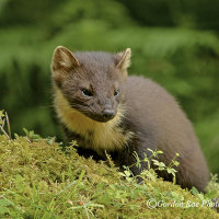 West Coast Pine Marten