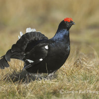 Black Grouse