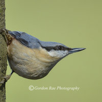 Nuthatch