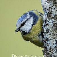 Blue Tit