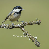 Coal Tit